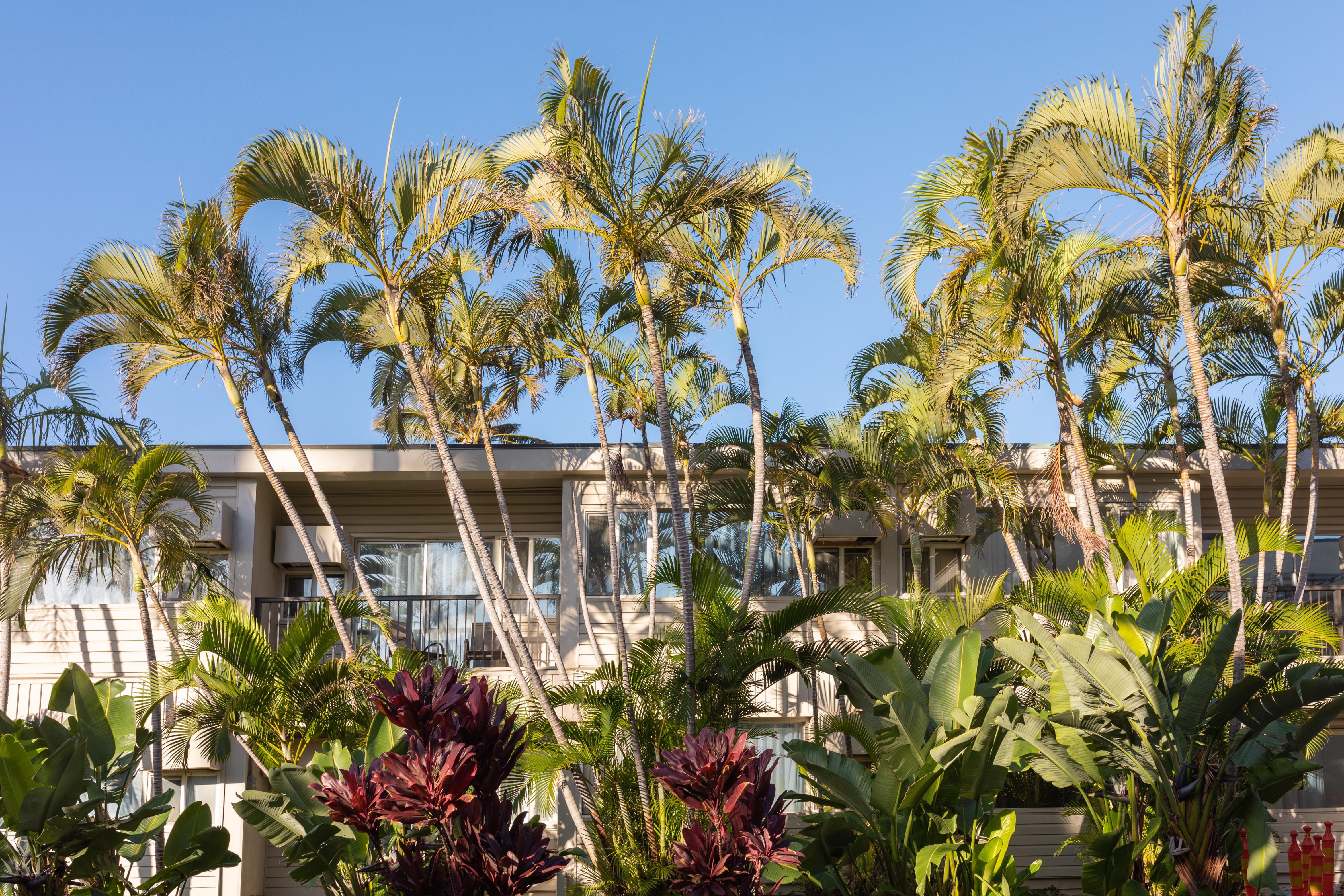 Maui Beach Hotel Kahului Dış mekan fotoğraf